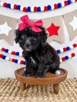 Lola, a female Miniature Goldendoodle for sale in Star City, AR – 1 of 2