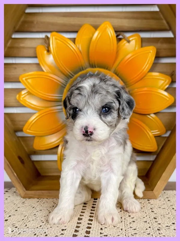 Ginny – Cavapoo puppy for sale in Star City, AR