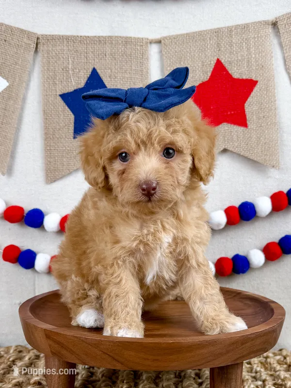 Lottie – Miniature Goldendoodle puppy for sale in Star City, AR