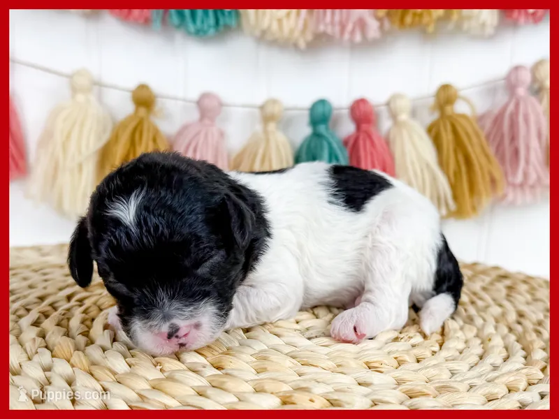 Gabe – Cavapoo puppy for sale in Star City, AR
