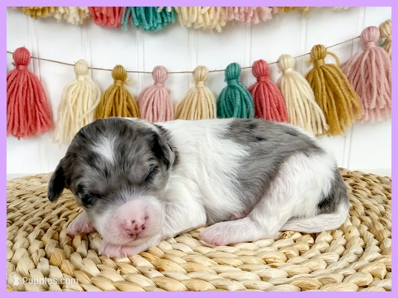 Ginny – Cavapoo puppy for sale in Star City, AR
