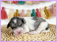 Ginny, a female Cavapoo for sale in Star City, AR – 1 of 1