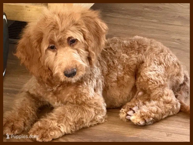 Ollie – Miniature Goldendoodle puppy for sale in Star City, AR