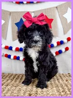 Josie, a female Goldendoodle for sale in Star City, AR – 2 of 3