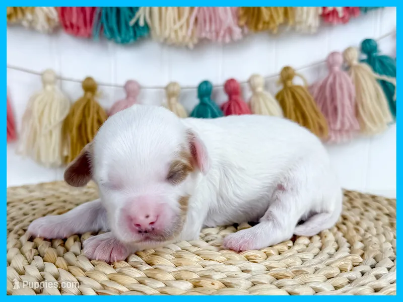 Gill – Cavapoo puppy for sale in Star City, AR