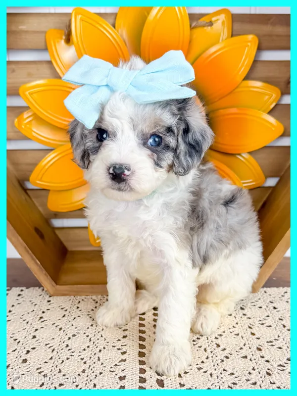 Gretchen – Cavapoo puppy for sale in Star City, AR