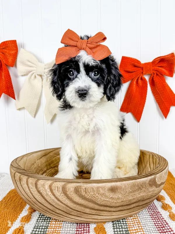 Georgia – Cavapoo puppy for sale in Star City, AR