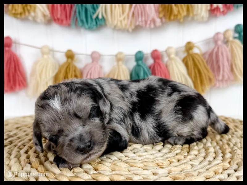 Griffin – Cavapoo puppy for sale in Star City, AR