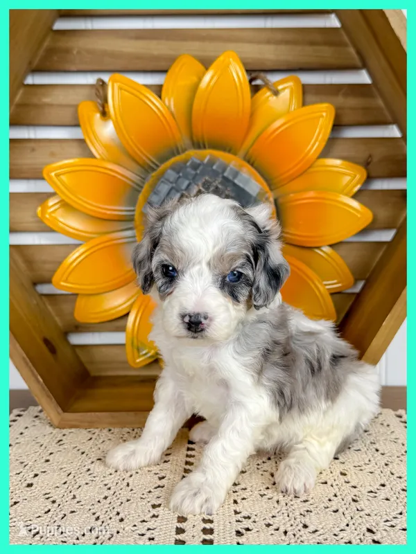 Gretchen – Cavapoo puppy for sale in Star City, AR
