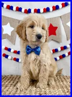 Jase, a male Goldendoodle for sale in Star City, AR – 2 of 3