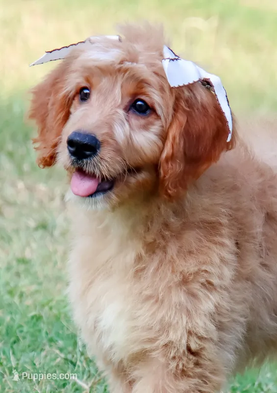 Birdie – Miniature Goldendoodle puppy for sale in Star City, AR