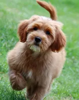 Buddy, a male Miniature Goldendoodle for sale in Star City, AR – 2 of 5