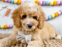 Tripp, a male Cockapoo for sale in Star City, AR – Photo 3 of 4