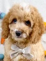 Tripp, a male Cockapoo for sale in Star City, AR – Photo 1 of 4