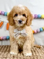 Tripp, a male Cockapoo for sale in Star City, AR – Photo 4 of 4