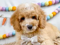 Tripp, a male Cockapoo for sale in Star City, AR – Photo 2 of 4