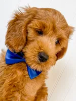 Arlie, a male Miniature Goldendoodle for sale in Star City, AR – 2 of 5
