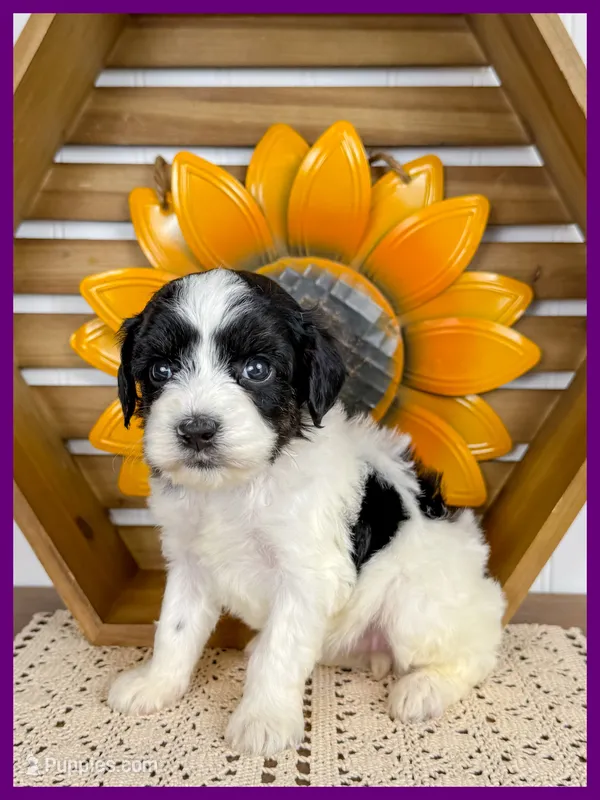 Georgia – Cavapoo puppy for sale in Star City, AR