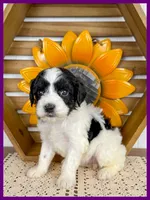 Georgia, a female Cavapoo for sale in Star City, AR – 4 of 5