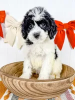 Georgia, a female Cavapoo for sale in Star City, AR – 2 of 5