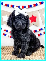 Jersey, a female Goldendoodle for sale in Star City, AR – 2 of 3