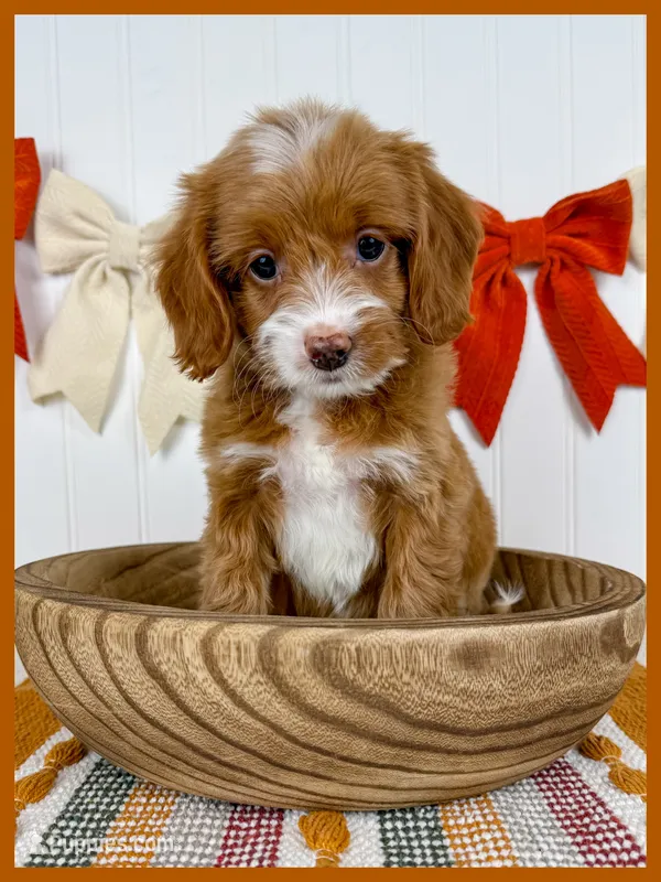 Tully – Cockapoo puppy for sale in Star City, AR