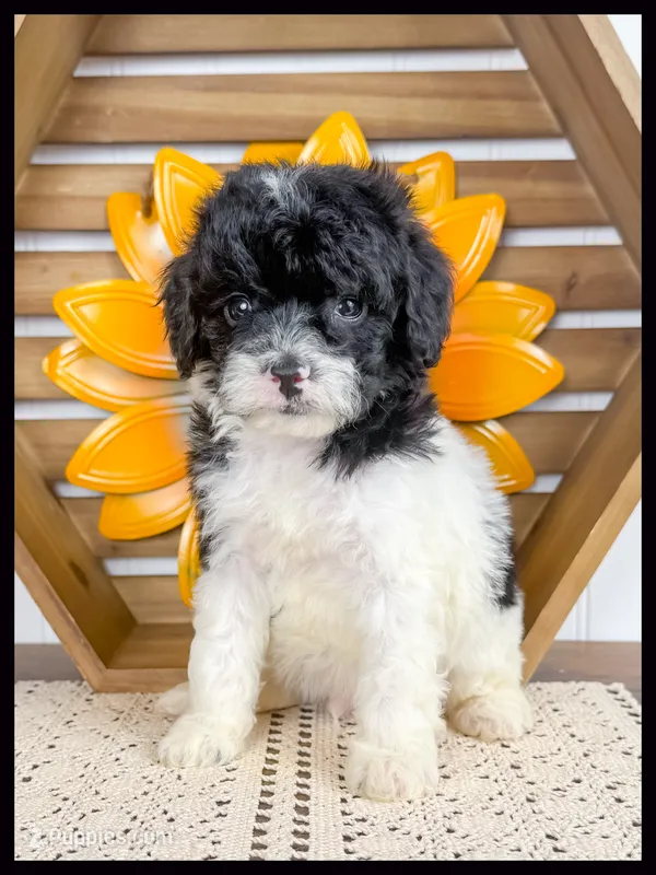 Gabe – Cavapoo puppy for sale in Star City, AR