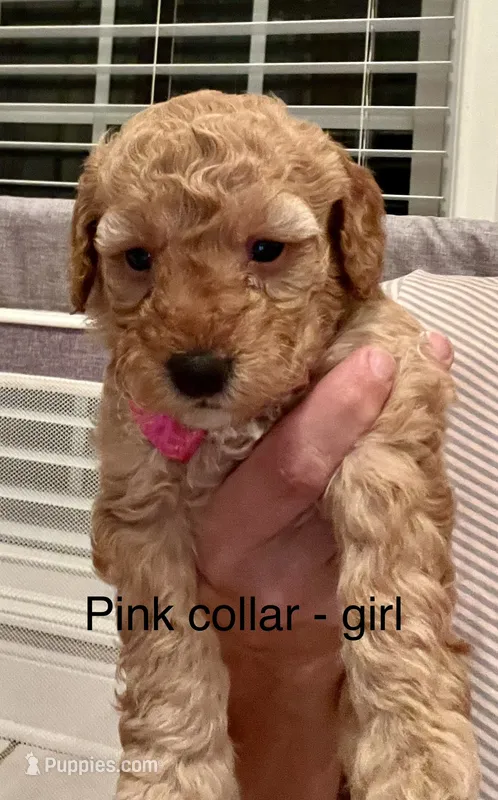 Pink collar – Miniature Goldendoodle puppy for sale in Andrews, SC