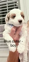 Blue collar, a male Miniature Goldendoodle for sale in Andrews, SC – 2 of 2