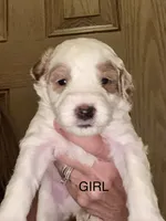 Red collar, a female Miniature Goldendoodle for sale in Andrews, SC – 2 of 2