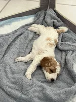 Black collar, a male Miniature Goldendoodle for sale in Andrews, SC – 2 of 2