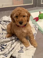 Pink collar, a female Miniature Goldendoodle for sale in Andrews, SC – 2 of 2