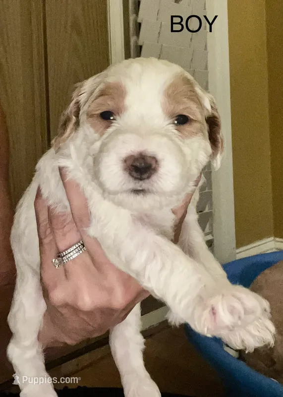 Blue collar – Miniature Goldendoodle puppy for sale in Andrews, SC