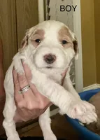 Blue collar, a male Miniature Goldendoodle for sale in Andrews, SC – 1 of 2