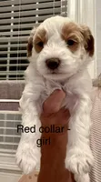 Red collar, a female Miniature Goldendoodle for sale in Andrews, SC – 1 of 2