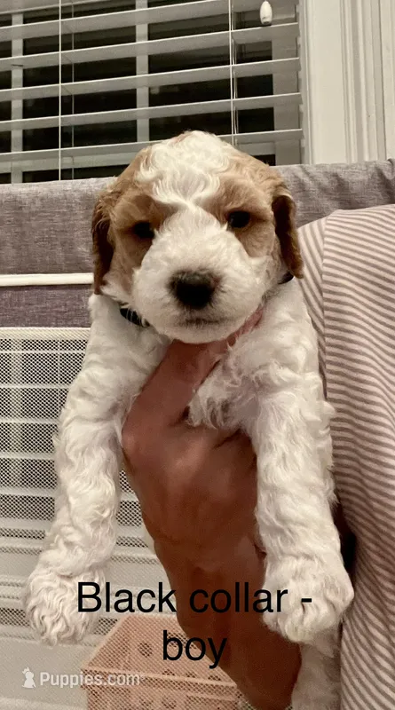 Black collar – Miniature Goldendoodle puppy for sale in Andrews, SC