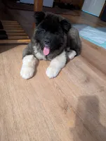 Journey , a female Akita for sale in Beckley, WV – 1 of 2