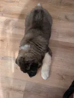 Journey , a female Akita for sale in Beckley, WV – 2 of 2