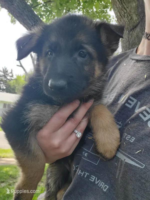 Red – German Shepherd Dog puppy for sale in Florissant, MO