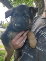 Red, a female German Shepherd Dog for sale in Florissant, MO – 1 of 1