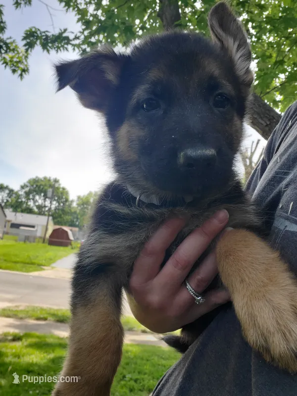 Silver – German Shepherd Dog puppy for sale in Florissant, MO