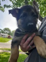 Silver, a male German Shepherd Dog for sale in Florissant, MO – 1 of 1