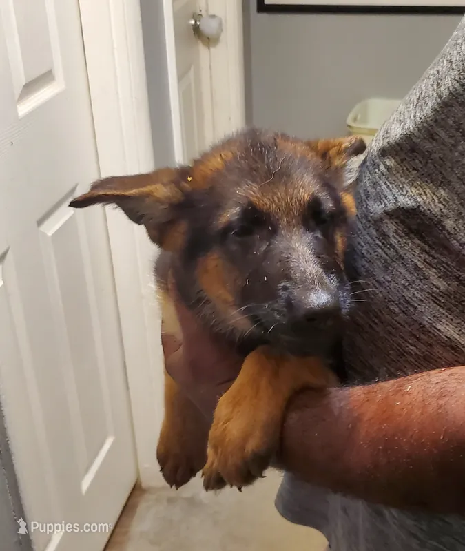 Blue – German Shepherd Dog puppy on hold in Florissant, MO