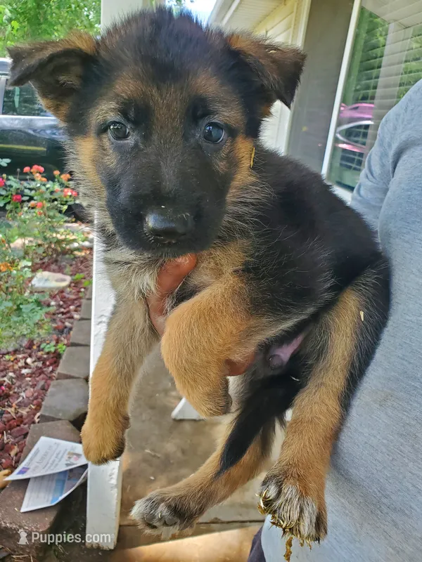 Pink – German Shepherd Dog puppy for sale in Florissant, MO