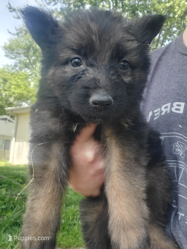 Yellow – German Shepherd Dog puppy for sale in Florissant, MO