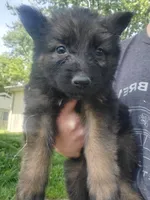 Yellow, a female German Shepherd Dog for sale in Florissant, MO – 1 of 1