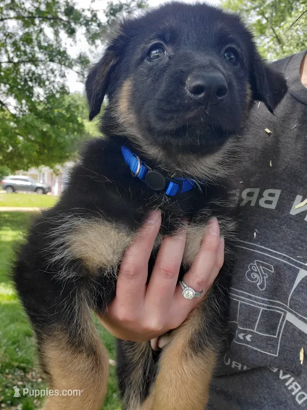 Blue – German Shepherd Dog puppy for sale in Florissant, MO