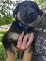 Blue, a female German Shepherd Dog for sale in Florissant, MO – 1 of 1