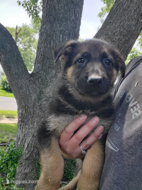 Purple – German Shepherd Dog puppy for sale in Florissant, MO