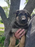 Purple, a male German Shepherd Dog for sale in Florissant, MO – 1 of 1